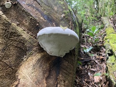 Polyporaceae