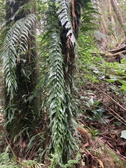 Asplenium polyodon