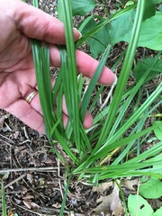 Carex sparganioides