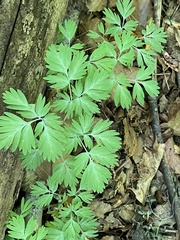 Dicentra canadensis
