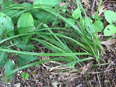 Carex sparganioides