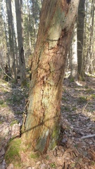 Micarea prasina