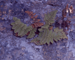 Myriopteris longipila
