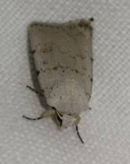 Caradrina aspersa