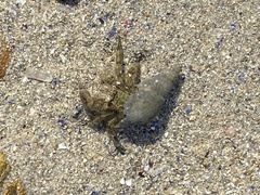 Diogenes brevirostris