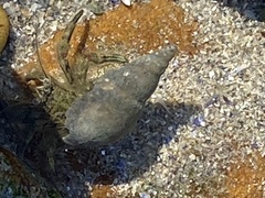 Diogenes brevirostris