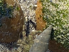 Diogenes brevirostris