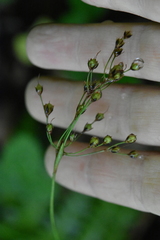 Luzula forsteri