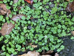 Hydrocotyle heteromeria