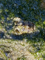 Exosphaeroma varicolor