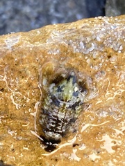 Exosphaeroma varicolor