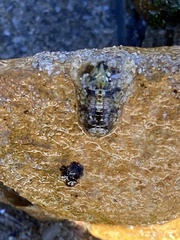 Exosphaeroma varicolor