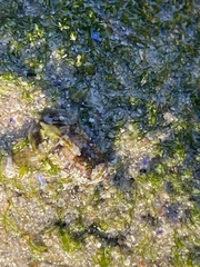 Exosphaeroma varicolor