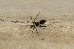 Zelurus circumcinctus