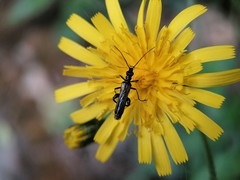 Oedemera pthysica
