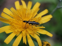Oedemera pthysica
