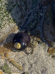 Diogenes brevirostris