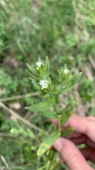 Buglossoides czernjajevii