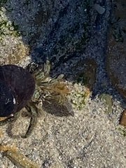 Diogenes brevirostris