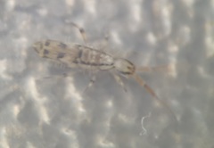 Entomobrya quadrilineata