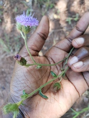 Vernoniastrum acuminatissimum