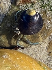 Diogenes brevirostris