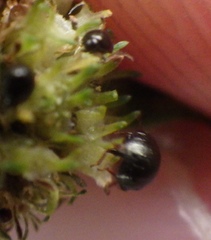 Heteroptera