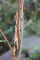Anaphe