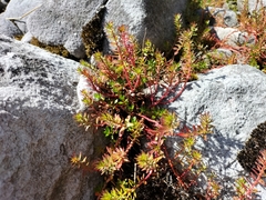 Laurembergia repens