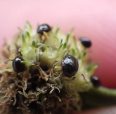 Heteroptera