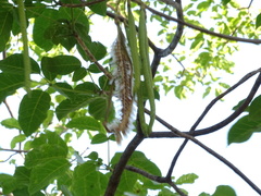 Handroanthus impetiginosus