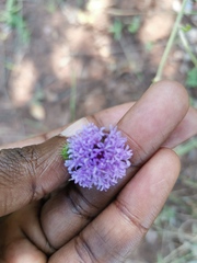 Vernoniastrum acuminatissimum