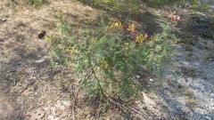 Erythrostemon gilliesii