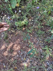 Vernoniastrum acuminatissimum