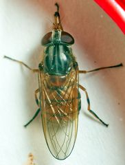 Rhingia campestris