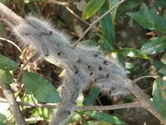 Anaphe