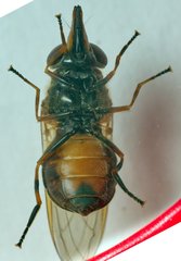 Rhingia campestris