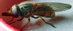 Rhingia campestris