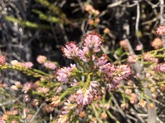 Erica anguliger