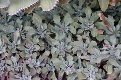 Kleinia fulgens
