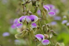 Neustanthus phaseoloides