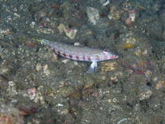 Parapercis bimacula