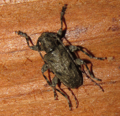 Aegomorphus modestus