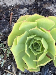 Aeonium canariense