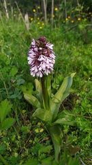 Orchis purpurea