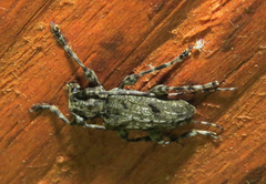 Aegomorphus modestus