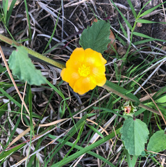 Malvastrum aurantiacum