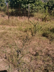 Pteleopsis myrtifolia