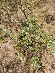 Pteleopsis myrtifolia