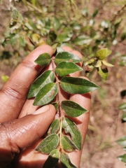 Pteleopsis myrtifolia